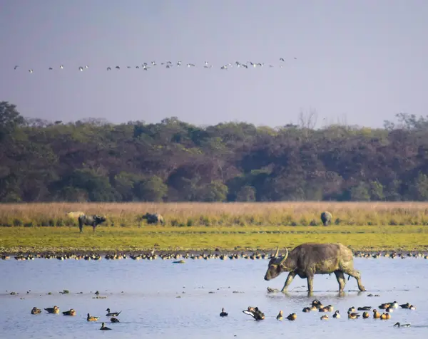 Guwahati-Pobitora-Kaziranga-Guwahati - 5N/6D