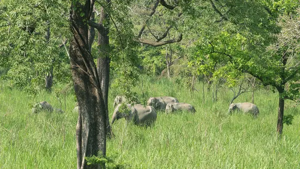 Manas National Park 2N/3D