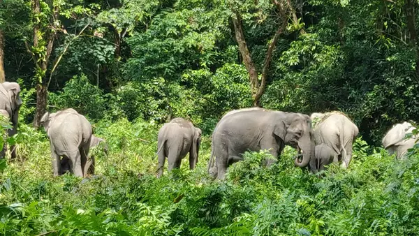 Manas National Park 2N/3D