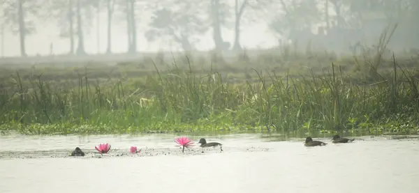 Pobitora Wildlife Sanctuary - 2N, 3D/ 1N, 2D