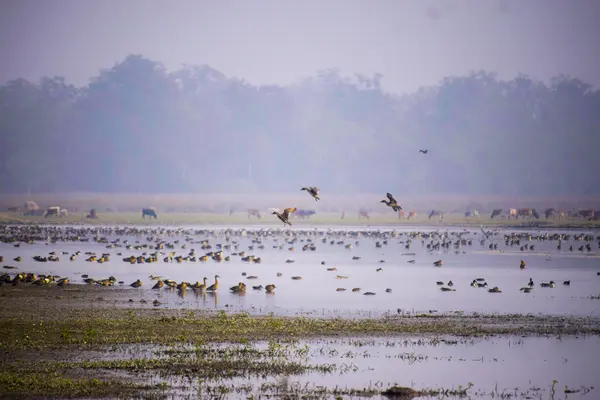 Pobitora Wildlife Sanctuary - 2N, 3D/ 1N, 2D