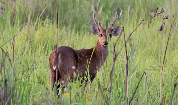 Manas National Park 2N/3D