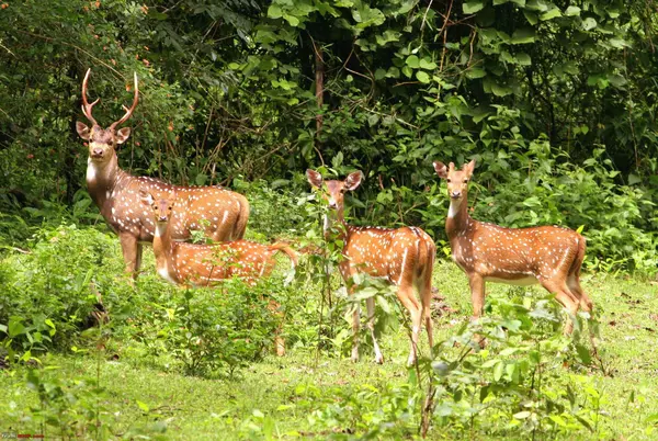 Kaziranga-Shillong-Cherrapunjee-4N,5D