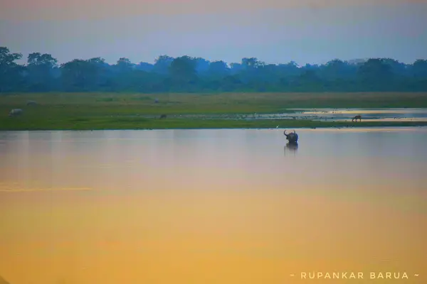 Just Kaziranga !    3N,4D