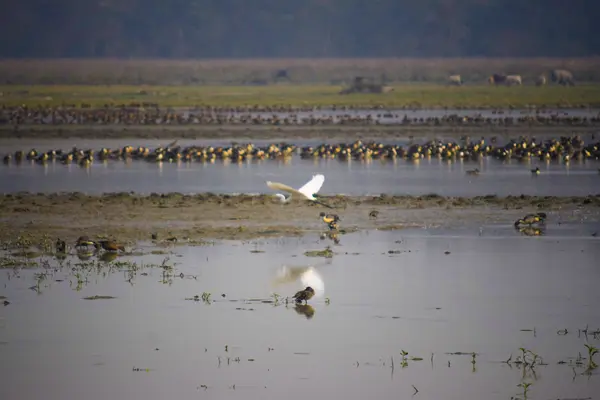 Pobitora Wildlife Sanctuary - 2N, 3D/ 1N, 2D