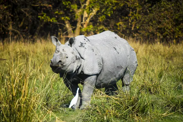 Guwahati-Pobitora-Kaziranga-Guwahati - 5N/6D