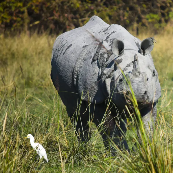 Pobitora Wildlife Sanctuary - 2N, 3D/ 1N, 2D