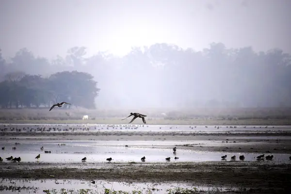 Pobitora Wildlife Sanctuary - 2N, 3D/ 1N, 2D