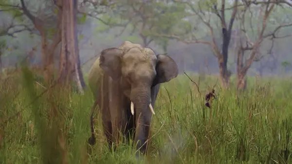 Kaziranga-Shillong-Cherrapunjee-4N,5D