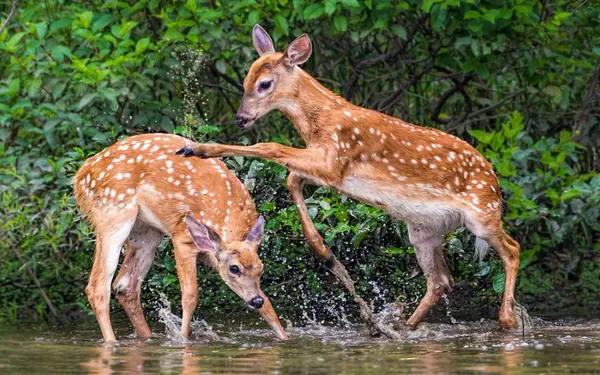 Guwahati-Pobitora-Kaziranga-Guwahati - 5N/6D