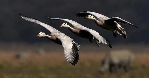 Birds Of Kaziranga - Bar Headed Geese