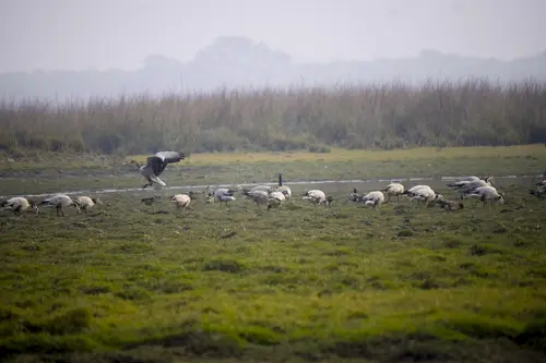 Bar Headed Geese