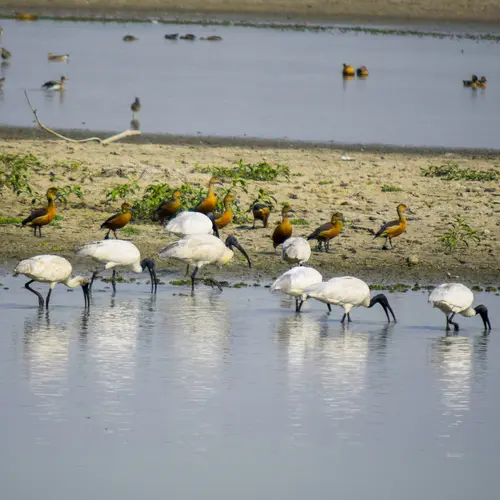 Black Headed Ibis