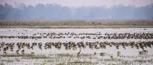 Migratory Birds At Pobitora Wildlife Sanctuary