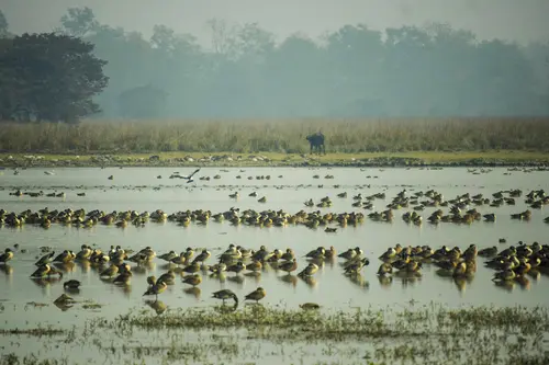 Bird Watching At Pobitora Wls