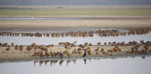 Bird Watching At Pobitora Wls