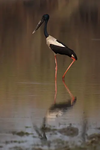 Birds Of Kaziranga - Blacked Necked Stork