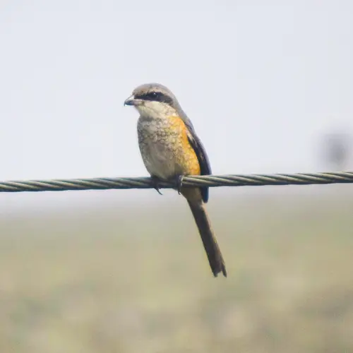 Bull Headed Shrike