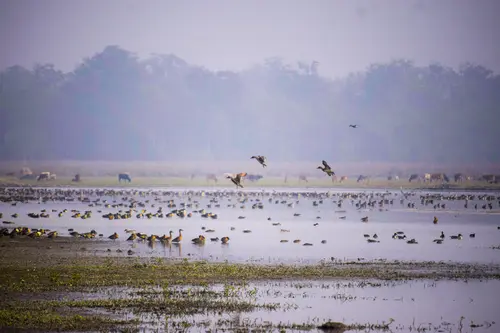 Flying Ducks