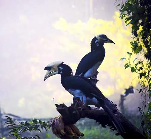 Hornbills