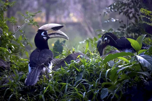 Meet The Hornbills