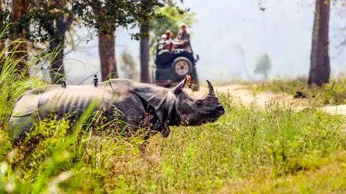 Rhino Waiting For The Safari Jeeps To Pass