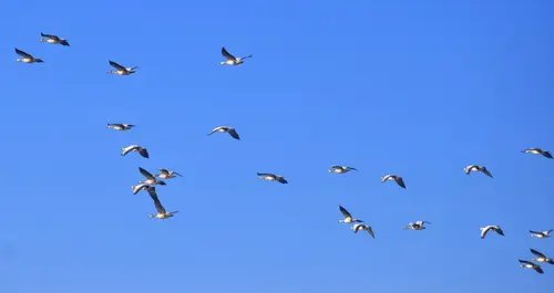 Migratory Birds