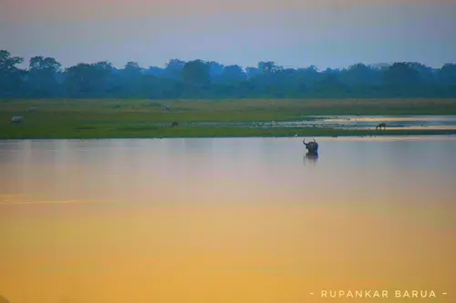 A Serene Waterbody Inside Kaziranga Np