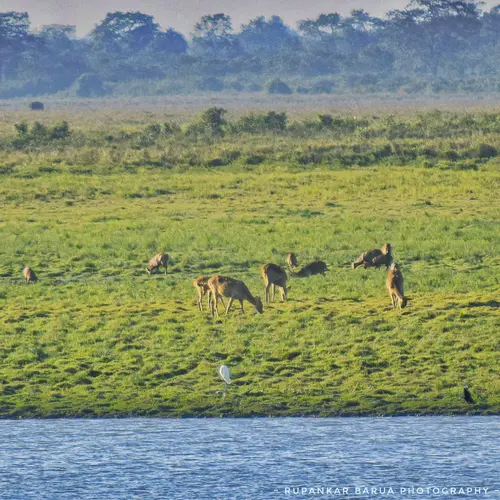 Deer Grazing At Knp