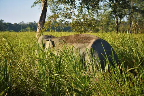 Wild Elephant Closeby