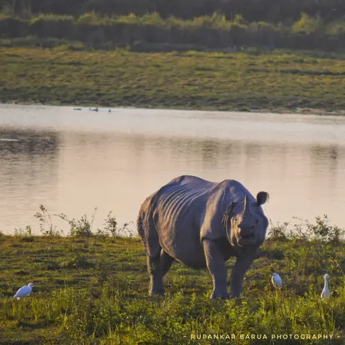 One Horned Rhinoceros At Knp