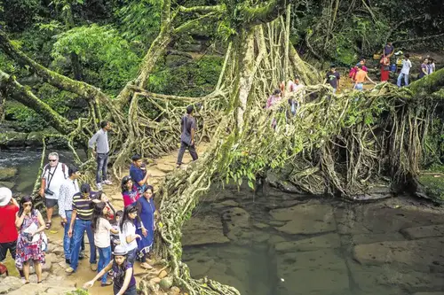 Mawlynnong Living  Root Bridge