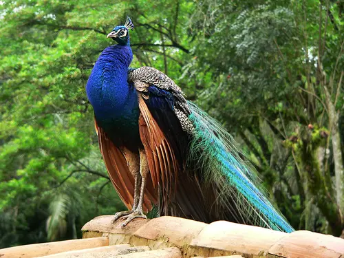 Peacock