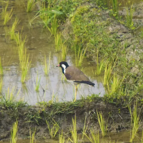 Lapwing