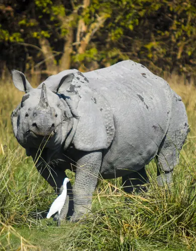 One Horned Rhinoceros At Pobitora Wildlife Sanctuary