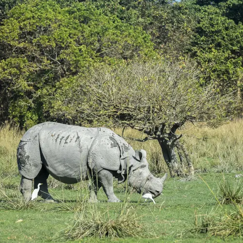 A Majestic Rhino At Pobitora Wls