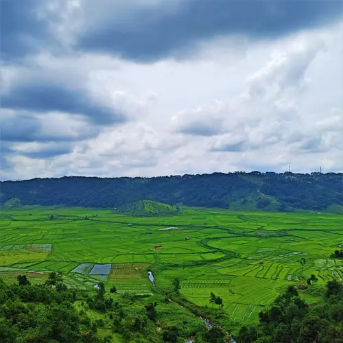 Rice Fields Of Jowai