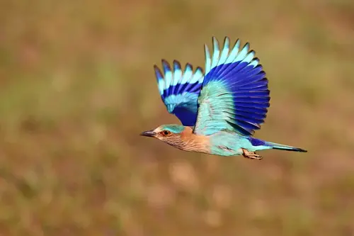 Birds Of Assam - Roller