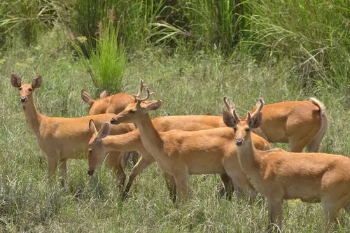 Swamp Deer