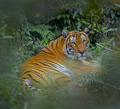 Royal Bengal Tiger At Kaziranga