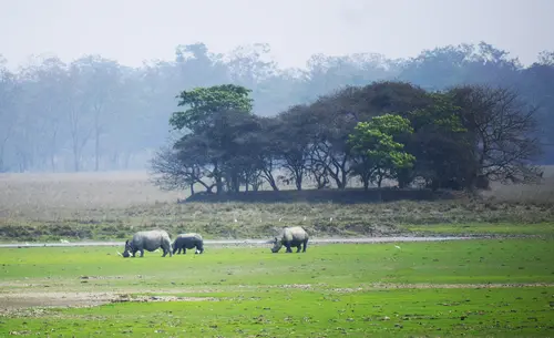 Rhinos Grazing