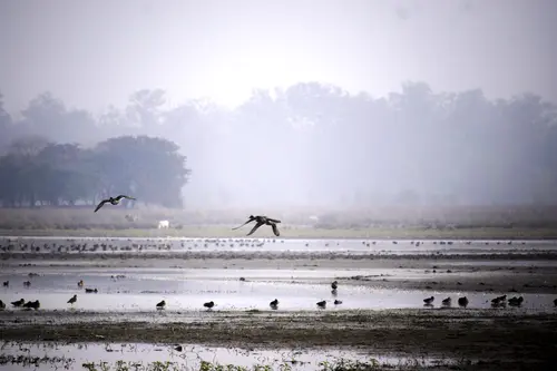 Whistling Ducks At Pobitora