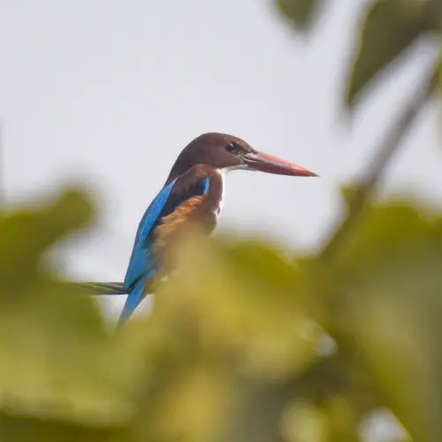 White Throated Kingfisher