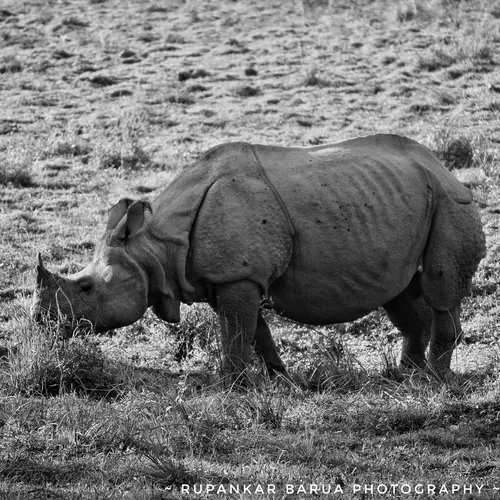 One Horned Rhinoceros At Knp