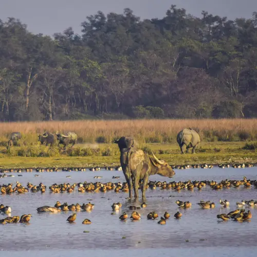 Buffaloes, Rhinos And Migratory Birds All In One Frame At Pobitora Wls