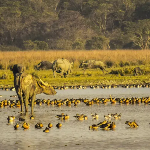 Wild Water Buffaloes, Rhinos And Migratory Birds Together In One Frame At Pobitora Wildlife Sanctuary