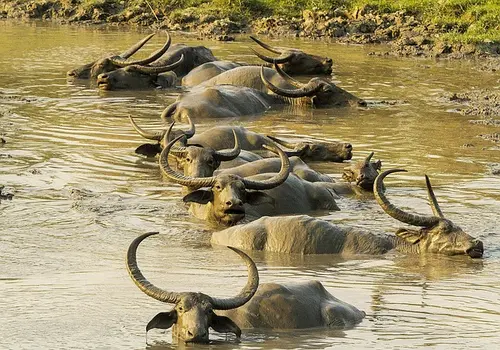 Wild Water Buffaloes