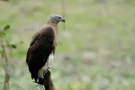 Grey Headed Fish Eagle