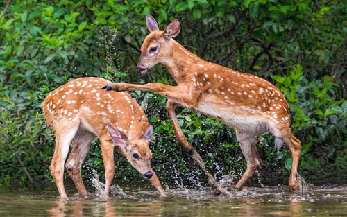 Fawns Playing At Kaziranga