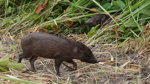 The Endangered Pygmy Hog